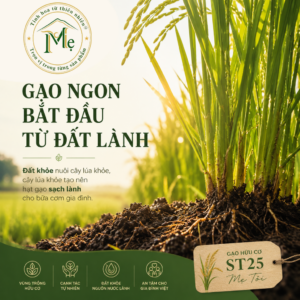 Gạo ngon bắt đầu từ đất lành.