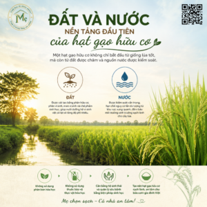 Đất và nước nền tảng đầu tiên của hạt gạo hữu cơ.